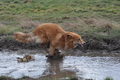 Harzer Fuchs / Bild 524 von 755 / 16.02.2014 12:51 / DSC_4939.JPG