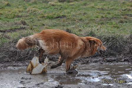 Harzer Fuchs / Bild 523 von 755 / 16.02.2014 12:51 / DSC_4941.JPG