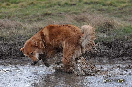 Harzer Fuchs / Bild 522 von 755 / 16.02.2014 12:51 / DSC_4945.JPG