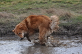 Harzer Fuchs / Bild 522 von 755 / 16.02.2014 12:51 / DSC_4945.JPG