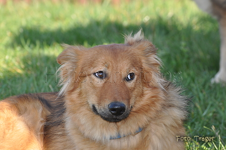 Harzer Fuchs / Bild 509 von 755 / 29.03.2014 16:37 / DSC_1771.JPG