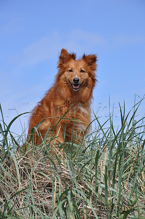 Harzer Fuchs / Bild 502 von 755 / 12.05.2014 10:50 / DSC_8850.JPG