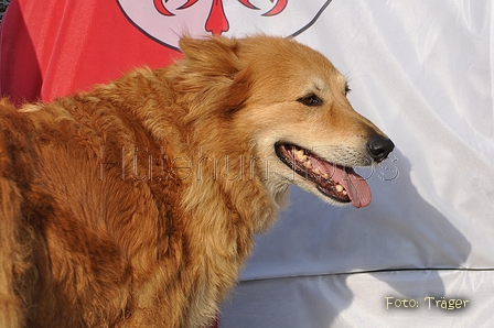 Harzer Fuchs / Bild 461 von 755 / 20.09.2014 10:00 / DSC_2262.JPG