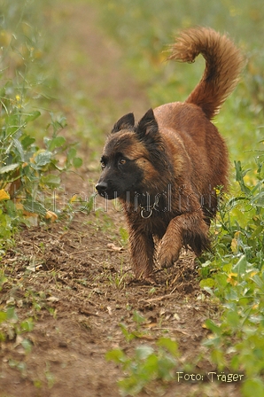 Harzer Fuchs / Bild 448 von 755 / 21.09.2014 09:35 / DSC_6333.JPG