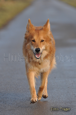 Harzer Fuchs / Bild 428 von 755 / 22.02.2015 10:03 / DSC_7254.JPG