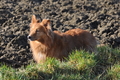 Harzer Fuchs / Bild 424 von 755 / 22.02.2015 10:23 / DSC_7390.JPG