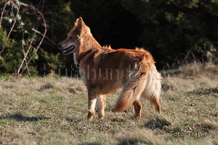 Harzer Fuchs / Bild 422 von 755 / 28.02.2015 14:48 / DSC_7510.JPG