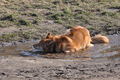 Harzer Fuchs / Bild 420 von 755 / 28.02.2015 14:55 / DSC_7547.JPG