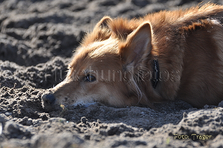 Harzer Fuchs / Bild 419 von 755 / 28.02.2015 14:58 / DSC_7598.JPG