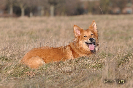 Harzer Fuchs / Bild 418 von 755 / 28.02.2015 15:08 / DSC_7729.JPG