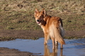 Harzer Fuchs / Bild 415 von 755 / 28.02.2015 15:24 / DSC_7956.JPG