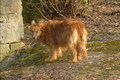 Harzer Fuchs / Bild 412 von 755 / 20.03.2015 16:14 / P1100936.JPG