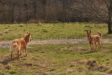 Harzer Fuchs / Bild 408 von 755 / 28.03.2015 12:50 / DSC_8642.JPG