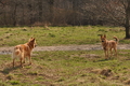 Harzer Fuchs / Bild 408 von 755 / 28.03.2015 12:50 / DSC_8642.JPG