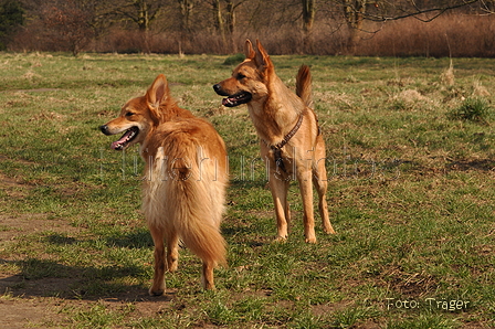 Harzer Fuchs / Bild 405 von 755 / 28.03.2015 12:55 / DSC_8763.JPG