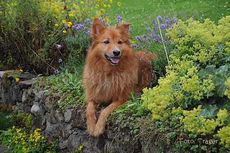 Harzer Fuchs / Bild 403 von 755 / 13.07.2015 19:07 / DSC_0103.JPG