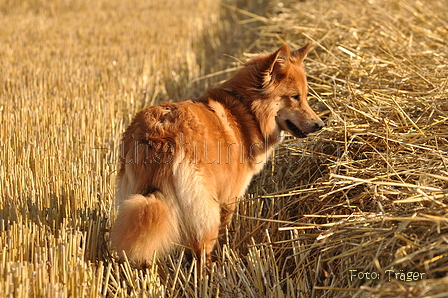 Harzer Fuchs / Bild 398 von 755 / 21.07.2015 19:04 / DSC_8174.JPG