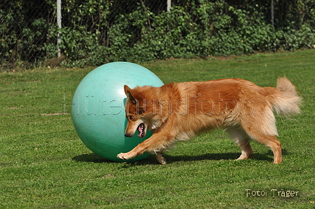 Harzer Fuchs / Bild 397 von 755 / 26.07.2015 15:46 / DSC_8555.JPG