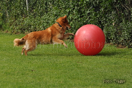 Harzer Fuchs / Bild 393 von 755 / 29.07.2015 13:45 / DSC_8810.JPG