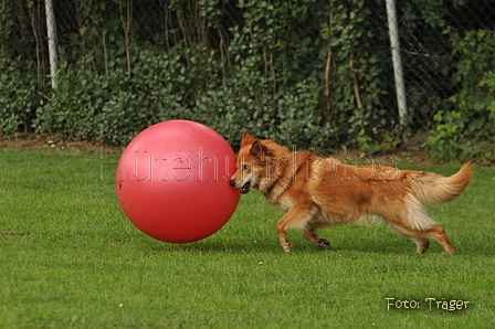 Harzer Fuchs / Bild 391 von 755 / 29.07.2015 13:47 / DSC_8857.JPG