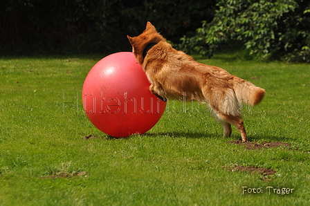 Harzer Fuchs / Bild 385 von 755 / 29.07.2015 13:54 / DSC_9099.JPG