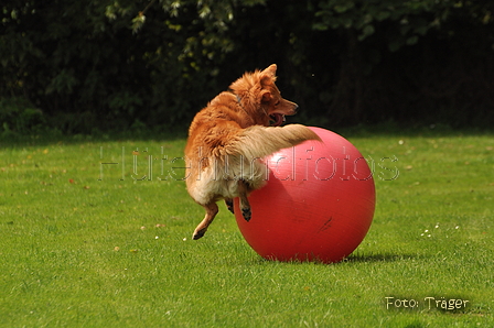 Harzer Fuchs / Bild 381 von 755 / 29.07.2015 13:54 / DSC_9103.JPG