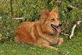 Harzer Fuchs / Bild 380 von 755 / 29.07.2015 14:00 / DSC_9135.JPG