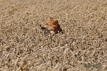 Harzer Fuchs / Bild 379 von 755 / 05.08.2015 14:02 / DSC_0316.JPG