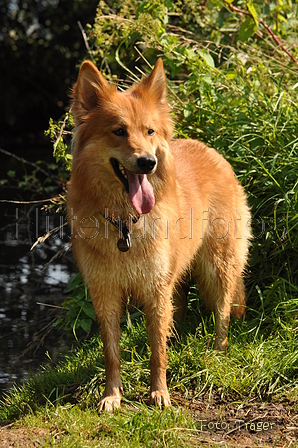 Harzer Fuchs / Bild 370 von 755 / 09.08.2015 15:08 / DSC_1466.JPG