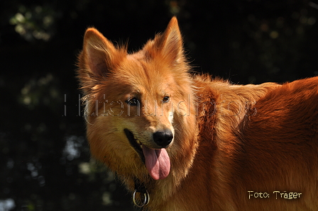 Harzer Fuchs / Bild 369 von 755 / 09.08.2015 15:10 / DSC_1504.JPG