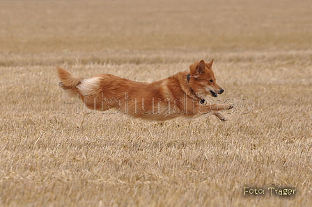 Harzer Fuchs / Bild 368 von 755 / 11.08.2015 13:44 / DSC_1806.JPG