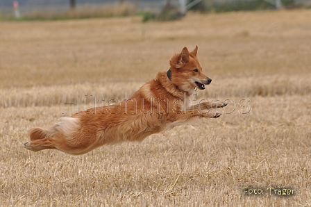 Harzer Fuchs / Bild 366 von 755 / 11.08.2015 13:44 / DSC_1815.JPG