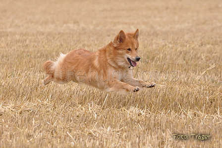 Harzer Fuchs / Bild 364 von 755 / 11.08.2015 13:47 / DSC_1884.JPG