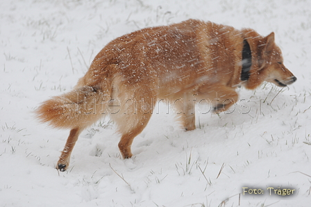 Harzer Fuchs / Bild 356 von 755 / 16.01.2016 15:37 / DSC_4241.JPG