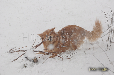 Harzer Fuchs / Bild 355 von 755 / 16.01.2016 15:47 / DSC_4400.JPG