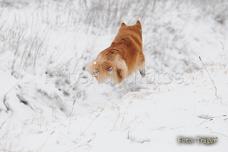 Harzer Fuchs / Bild 353 von 755 / 17.01.2016 14:16 / DSC_4750.JPG