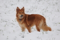 Harzer Fuchs / Bild 352 von 755 / 17.01.2016 14:23 / DSC_4807.JPG