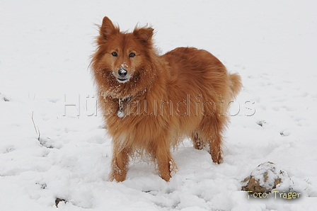 Harzer Fuchs / Bild 351 von 755 / 17.01.2016 14:34 / DSC_4900.JPG