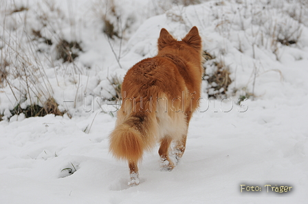 Harzer Fuchs / Bild 350 von 755 / 17.01.2016 14:35 / DSC_4909.JPG