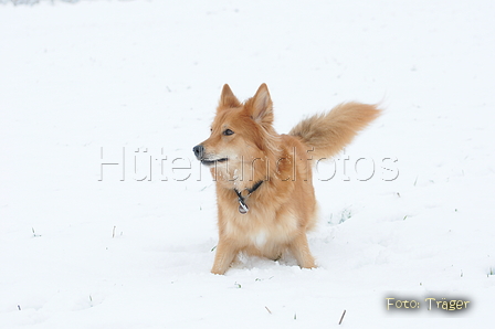 Harzer Fuchs / Bild 348 von 755 / 17.01.2016 14:37 / DSC_4930.JPG