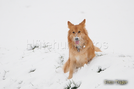 Harzer Fuchs / Bild 346 von 755 / 17.01.2016 14:42 / DSC_5012.JPG