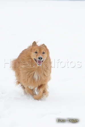 Harzer Fuchs / Bild 341 von 755 / 17.01.2016 14:58 / DSC_5256.JPG