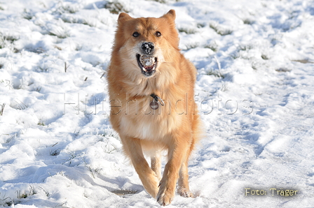 Harzer Fuchs / Bild 340 von 755 / 21.01.2016 13:46 / DSC_3640.JPG