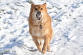 Harzer Fuchs / Bild 340 von 755 / 21.01.2016 13:46 / DSC_3640.JPG