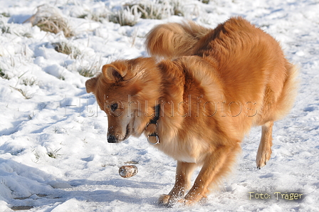 Harzer Fuchs / Bild 339 von 755 / 21.01.2016 13:46 / DSC_3645.JPG