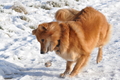 Harzer Fuchs / Bild 339 von 755 / 21.01.2016 13:46 / DSC_3645.JPG