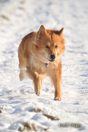 Harzer Fuchs / Bild 338 von 755 / 21.01.2016 13:49 / DSC_3669.JPG