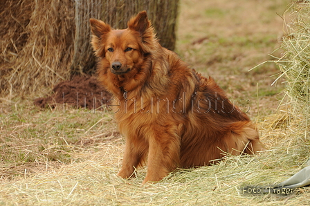 Harzer Fuchs / Bild 330 von 755 / 12.03.2016 10:59 / DSC_6081.JPG