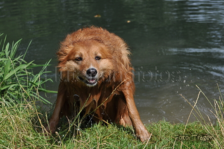 Harzer Fuchs / Bild 325 von 755 / 10.07.2016 15:46 / DSC_6109.JPG