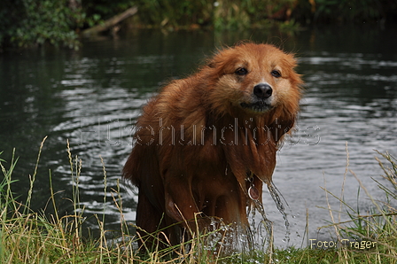 Harzer Fuchs / Bild 324 von 755 / 10.07.2016 15:49 / DSC_6152.JPG